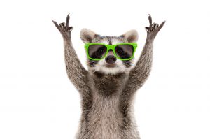 May Deals Rock Out Racoon